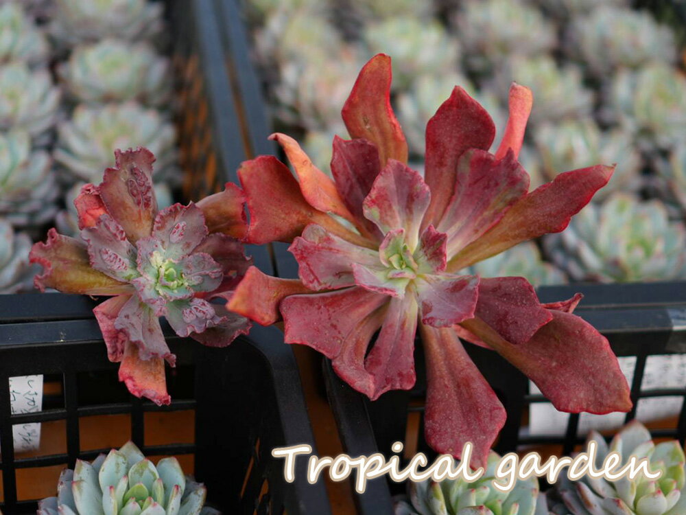 ダイアモンド錦＆Krosa　2点セット　韓国産　観葉植物