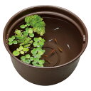 GEX メダカ元気 メダカのための飼育鉢 こげ茶320 【熱帯魚・アクアリウム/鉢】