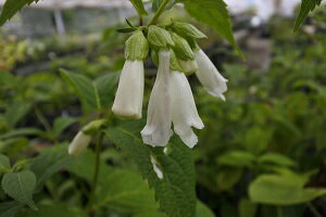 シロバナジャコウソウ(白花麝香草)7.5cm〜9cmポット【山野草】【通販】【販売】【半日陰】