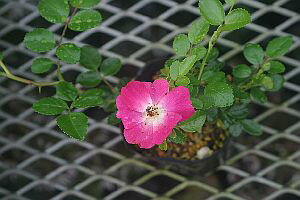 アカバナノイバラ・ウタゲ（赤花ノイバラ・宴）9〜10．5cmポット【バラ】