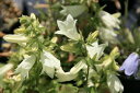 キバナシャジン(黄花紗参)7.5cm~9cmポット【山野草】