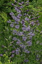 商品説明 商品情報 写真撮影日：6月 普通の「萩」は秋に咲きますが、5月頃に咲く紫千代萩（ムラサキセンダイハギ）は、原産地北アメリカのマメ科の植物です。 青紫色をした蝶形の花を5〜8月に咲かせ地下茎が這って伸び、耐寒性が強く露地で越冬、また耐暑性もあり育てやすい宿根草です。 花穂：20〜25cm 草丈：100〜120cm ※育て方、植え場所等ご不明な点がございましたら、お気軽にお問い合わせください。 ※写真は成長、開花時のイメージです、お届けする商品とは異なりますので、ご了承ください。。 ※ポットの時と地植えの時で花丈が変わる商品もございますので、ご了承ください。 サイズ 9cm〜10.5cm（3〜3.5号）ポットになります。 &nbsp; 置き場 半日程度日差しが必要になります。 &nbsp; 納期 配達ご希望日時のご指定ができます。 お急ぎの場合は午前中までにご注文の場合、即日発送も可能です。 ※あす楽商品についての注意！！ 青森・秋田・宮城・岩手・和歌山・中国、四国地方は、午前中指定ですとあす楽対象外になりますのでご注意下さい。 兵庫・奈良は一部地域で午前中指定、あす楽対象外になります。 送料 一梱包での料金になります。 複数の個数、種類のご注文でも一梱包でお送りすることができます。 大きさや箱の数によって送料が変わる場合がございます。 ※交通機関の不具合や悪天候などその他の不可抗力が生じた場合には、商品の到着時間帯および到着日が前後することがありますのでご了承願います。 【開花表示について】 花の開花時期・地上部の枯れる時期・切り戻しの時期は弊社所在地である長野県茅野市を基本として記載しておりますので、ご注意下さい。地域により温度が違いますのでご了承願います。 【商品苗の状態】 商品の状態についてですが、商品ページごとにだいたいの時期を記載しておりますが地域により休眠期の時期・落葉の時期・地上部の枯れる時期が異なります。 開花期以外で商品を発送する場合、花が咲き終わった苗・休眠中の苗・株分け、植え替えした苗などお送りする苗は季節により様々に変化いたしますので気になるお客様は、一度お問い合わせの上お買い求めいただくようお願いいたします。 山野草は年間を通して苗の状態が変化していきます。 上記の理由により、商品画像は開花などに撮したもので、見本としての写真ですので画像通りの苗がお送りできるとは限りませんのでご注意願います。 お送りする商品についてですが、ポットの時と地植えの時で根の張りが変わりますので花丈が変わる商品もございます。 【商品画像】 商品画像についてですが、できるだけ実物に近い花色を載せてありますが、使用のパソコンの環境や撮影の光加減によって実際の商品とイメージが多少異なる事がございますのでご了承願います。紫センダイハギ 普通の「萩」は秋に咲きますが、5月頃に咲く紫千代萩（ムラサキセンダイハギ）は、 原産地北アメリカのマメ科の植物です。 青紫色をした蝶形の花を5〜8月に咲かせ地下茎が這って伸び耐寒性が強く、露地で越冬 また、耐暑性もあり育てやすい宿根草です。 &nbsp;