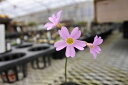 モモイロテシオコザクラ(桃色天塩小桜)7.5cm~9cmポット【山野草】