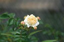 カラコザキテリハノイバラ（唐子咲き照葉野棘薔薇）9〜10．5cmポット【バラ】