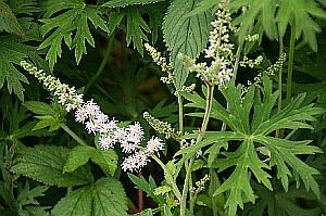 チダケサシ（乳茸刺）9〜10，5cmポット【山野草】