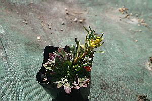 ツキミソウ 斑入り（月見草）7．5cm〜9cmポットのサムネイル