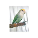 【3個セット】 川井 ニームパーチ S 鳥 カワイ KAWAI 小鳥用止まり木 止まり木 天然木 安心素材