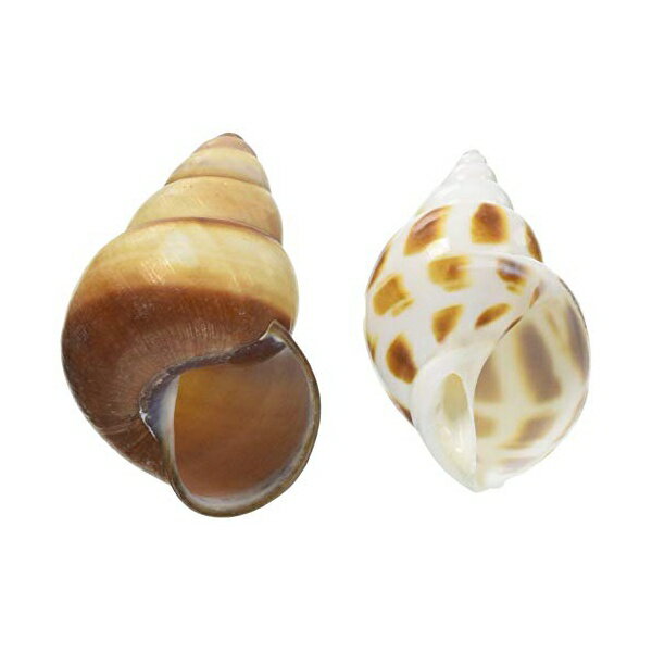 【3個セット】 三晃商会 オカヤドカリの宿替え貝がらL