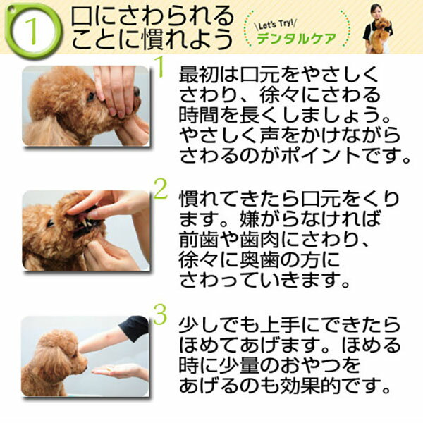 ��6�ĥ��åȡ� �ȡ��饹 ���Ƥλ��ߤ������å� �ڥå��� 21g �վ� �� ����Ĺ�� �ǥ󥿥륱�� �������� ������륱�� ���ߤ��� ���᤭ʴ �ڥå����� �إ��å� ���η� ���� �ǥ󥿥� �ڡ����� ����å� ���᤭ �������� �� ���֥饷 ������ �¿��Ǻ�