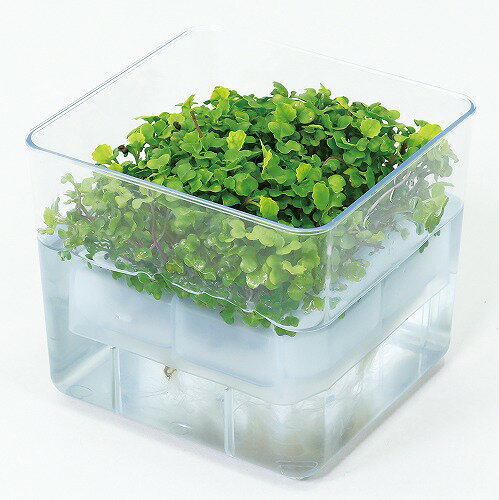 アーテック ArTec 水耕栽培ユニット ベビーリーフミックス 野菜 キッズ 理科 自由工作 室内 栽培 食育 宿題 学校教材 子供 実験 栽培セット スポンジ 学校 ガーデニング 教材 家庭菜園 学校用品 園芸 冬休み カイワレ大根 ベビーリーフ 自由研究 高品質