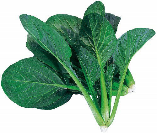 アーテック ArTec 水耕栽培ユニット ベビーコマツナ 野菜 キッズ 理科 自由工作 室内 栽培 食育 宿題 学校教材 子供 実験 栽培セット スポンジ 学校 ガーデニング 教材 家庭菜園 学校用品 ベビーリーフミックス 園芸 冬休み カイワレ大根 高品質