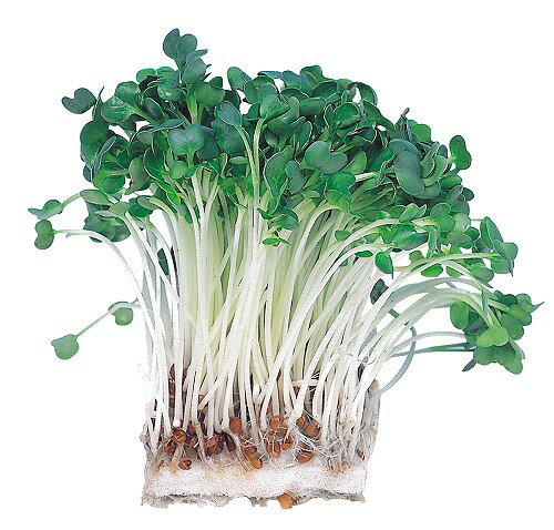 アーテック ArTec 水耕栽培ユニット カイワレダイコン 野菜 キッズ 理科 自由工作 室内 栽培 食育 知育 宿題 学校教材 子供 実験 栽培セット スポンジ 学校 ガーデニング 教材 家庭菜園 学校用品 園芸 冬休み カイワレ大根 ベビーリーフ 自由研究 高品質