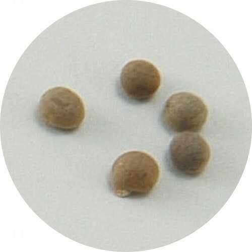 アーテック ArTec 野菜の種 オクラ 野菜 理科 ベジタブル 栽培 学校教材 子供 ガー...