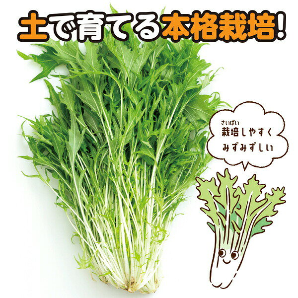 ウルマックス 楽天市場店の【2個セット】 ARTEC 水菜栽培キット ATC102935 野菜栽培 観察学習 図工教材 自由研究 家庭菜園 DIY ガーデニング｜アングル3