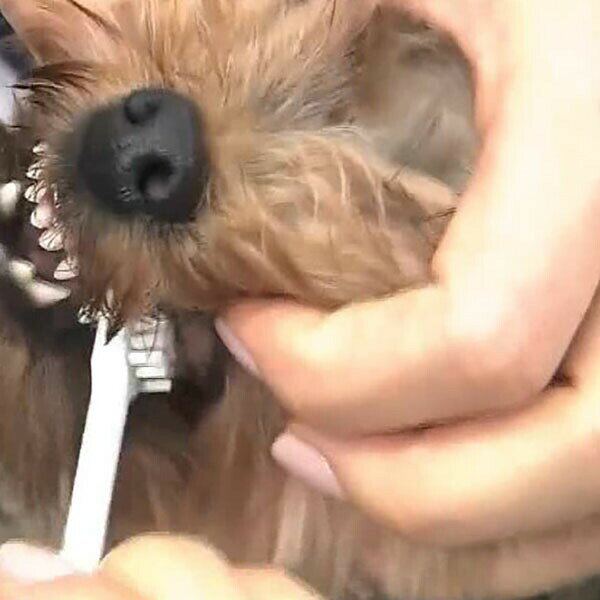 ウルマックス 楽天市場店のトーラス トレーニング歯ブラシ デントレーナー 鼻ぺちゃ犬用 1個 犬 全成長期 デンタルケア お手入れ 歯みがき ペット用品 歯垢除去 犬用品 ケア デンタル 歯磨き 国産 歯ブラシ 正規品 ドッグ ハミガキ グッズ 日本製 超小型犬 安心素材 価格は1個のお値段です｜アングル3