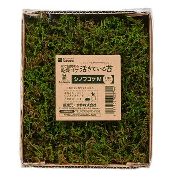 水作 活きているコケ シノブゴケ M 日陰タイプ