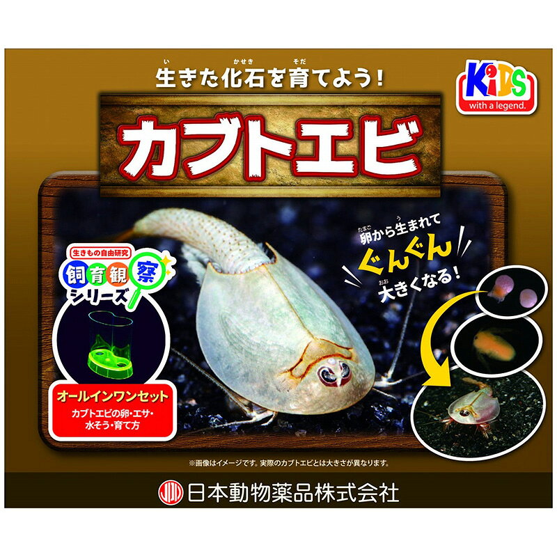 ニチドウ カブトエビ 観察 飼育キット 孵化 成長 水槽用 昆虫 アクアリウム用品
