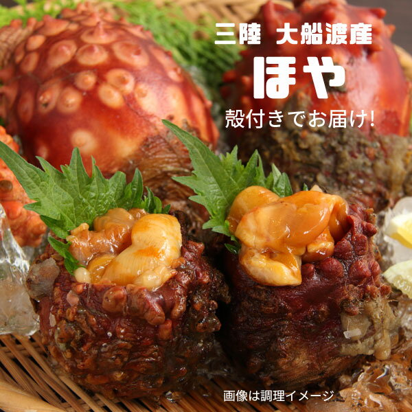 三陸 大船渡産 朝獲り 殻付き ほや 6個入 夏季限定販売 鎌田水産