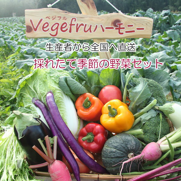 季節の野菜セット 野菜ソムリエ Vege fruハーモニー 旬の野菜 詰合せ 新鮮 産直 お中元 敬老の日 お歳暮 誕生日