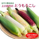 予約開始 岩手の農家直送 上小田代のとうもろこし 6本・8本 単色のお届け 赤 白 黄 とうもろこし ホワイトショコラ ドルチェドリーム 大和ルージュ