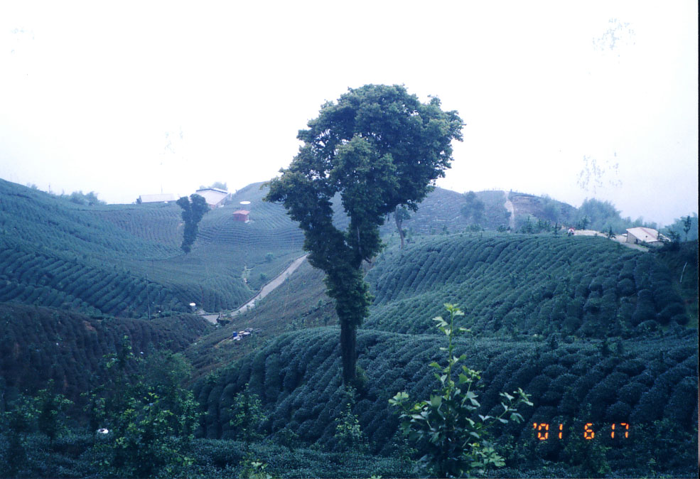 お茶 凍頂烏龍茶 高級ウーロン茶 凍