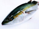 ブリ 鰤 4-5kg 活き締め 愛媛 宇和海産 送料無料 北海道/沖縄/東北は別途送料 宇和海の幸問屋 愛媛百貨店