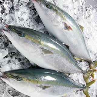 1本釣りで釣りあげた関ぶり 関ぶりあら煮 280g 富士見水産