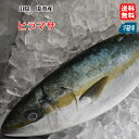 ヒラマサ (4-6kgサイズ) 刺身 煮魚 焼魚 干物 送料無料 北海道/沖縄/東北は別途送料 宇和海の幸問屋 愛媛百貨店