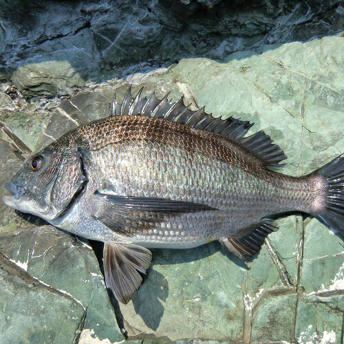 愛媛 ( クロダイ ) 1-1.5kg原体サイズ 刺身 煮魚 焼魚 ...