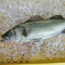 愛媛 ( スズキ ) 1.5-2kg原体サイズ 刺身 煮魚 焼魚 干物 下処理済み 送料無料 北海道 沖縄 東北は別途送料 宇和海の幸問屋 愛媛百貨店