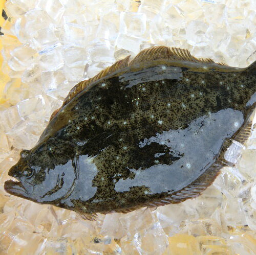 愛媛 ( ヒラメ ) ヒラメ 鮃 0.8-1.2kg 原体サイズ 刺身 煮魚 焼魚 干物 下処理済み ...