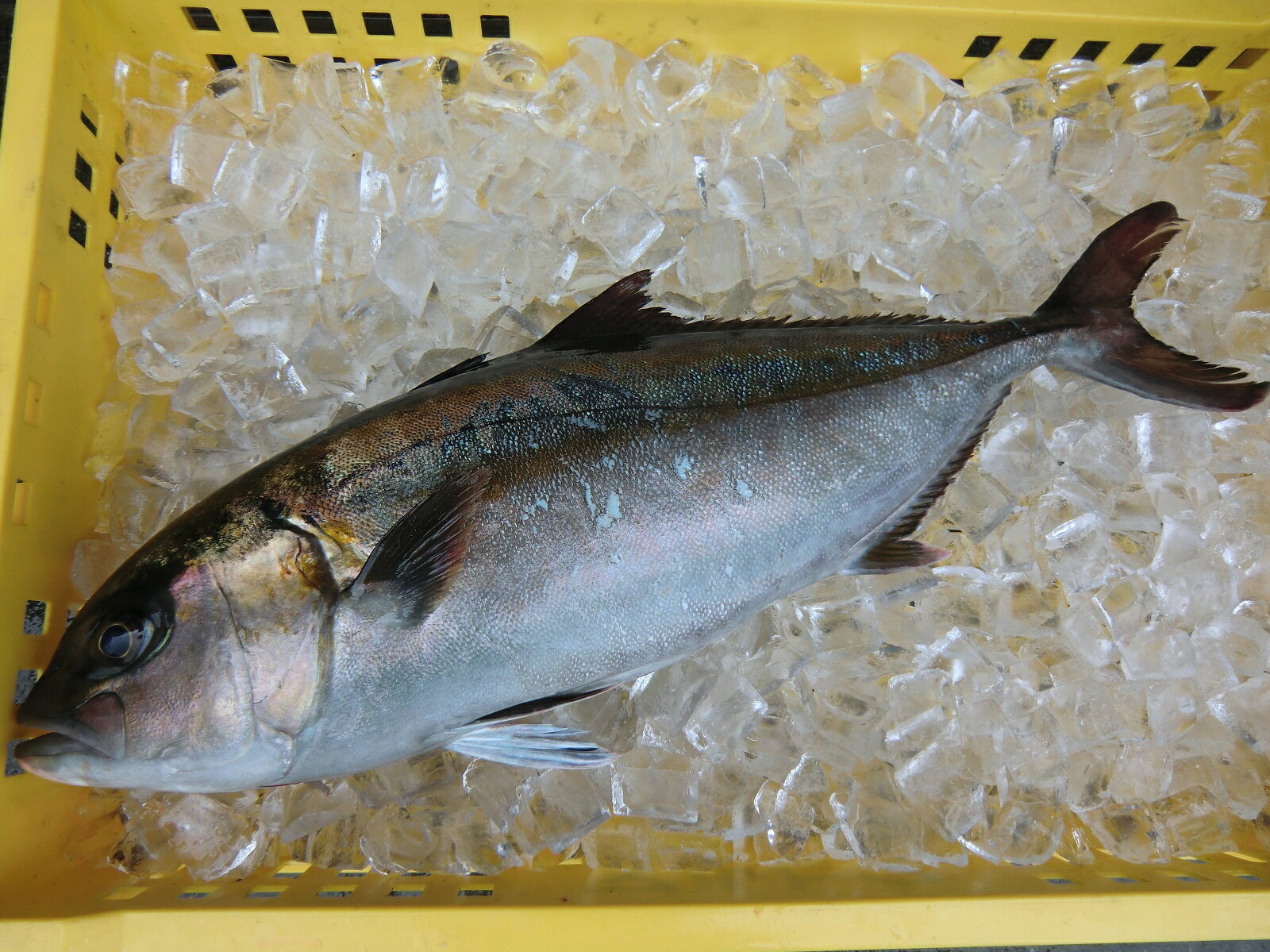 愛媛 ( カンパチ ) 3-4kg 原体サイズ 刺身 煮魚 焼魚 干物 下処理済み 送料無料 宇和海 ...