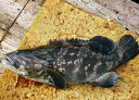 クエ (2-3kg) 刺身 鍋 宇和海産 送料込み 北海道/沖縄/東北は別途送料 宇和海の幸問屋 愛媛百貨店