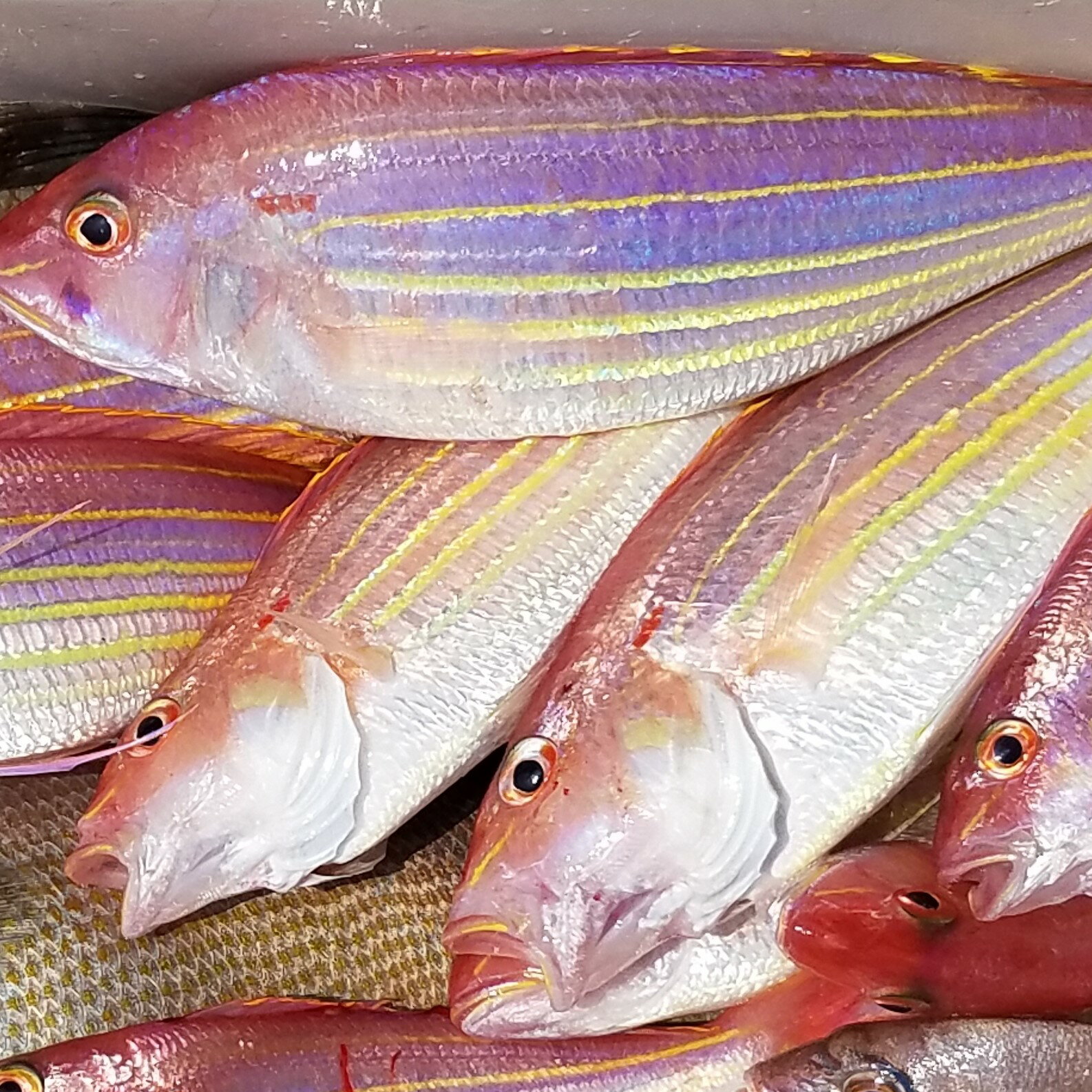 イトヨリダイ （1～3匹で400-500g）原体分 愛媛 刺身 煮魚 焼魚 干物 下処理済み 送料無料 北海道/沖縄/東北は別途送料 宇和海の幸問屋 愛媛百貨店