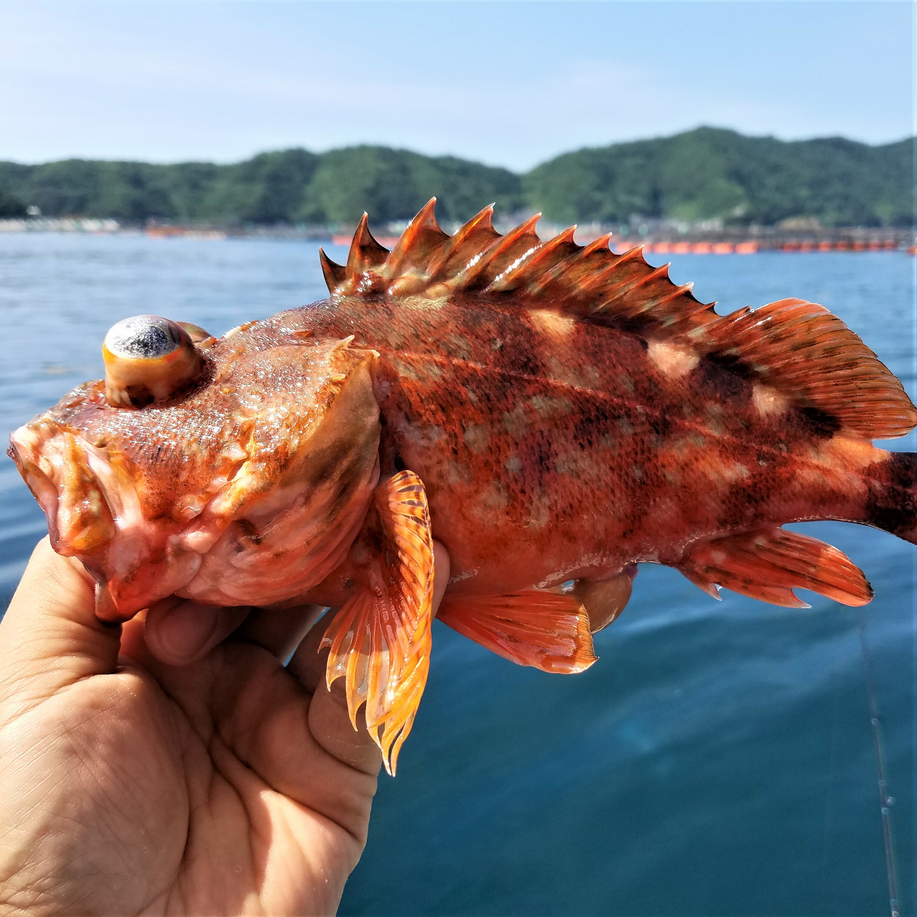 カサゴ 150-300gサイズ 2-3匹で500-600g原体分 冷凍 煮魚 焼魚 揚げ物 下処理済 ...