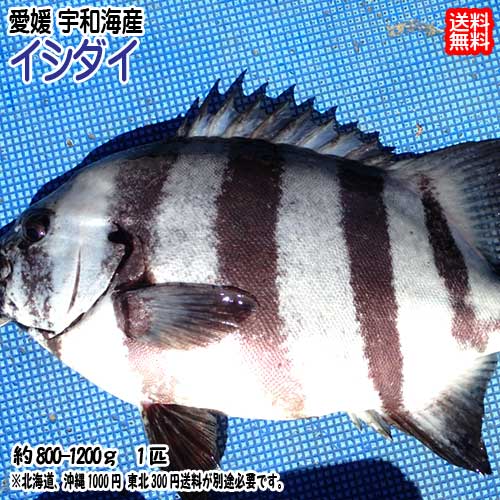 愛媛 ( 石鯛 イシダイ ) 約800-1200g（1匹) 刺身 煮魚 焼魚 干物 送料無料 宇和海の幸問屋