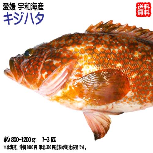 愛媛 ( キジハタ ) 約800-1200g（1-3匹) 刺身 煮魚 焼魚 干物 送料無料 宇和海の幸問屋 愛媛百貨店