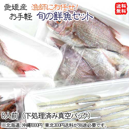 お手軽鮮魚セット 8人前 刺身/煮魚/焼魚用に下処理済み 旬鮮魚 浜から直送 送料込み 宇和海の幸問屋 愛媛百貨店