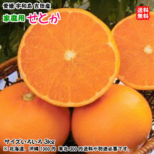 せとか （家庭用 3kg） サイズフリー 6-16個 愛媛 宇和島 吉田産 農地から直送 送料込み 宇和海の幸問屋 愛媛百貨店のサムネイル