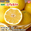 河内晩柑 かわちばんかん 家庭用 3kg サイズ不揃い 愛媛 宇和島 吉田産 爽やかジューシーな夏の柑橘 農地直送 送料無料 北海道/沖縄/東北は別途送料 宇和海の幸問屋 愛媛百貨店