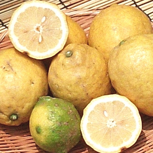 愛媛産 レモン 訳あり （3kg 10～30個） 送料無料 宇和海の幸問屋