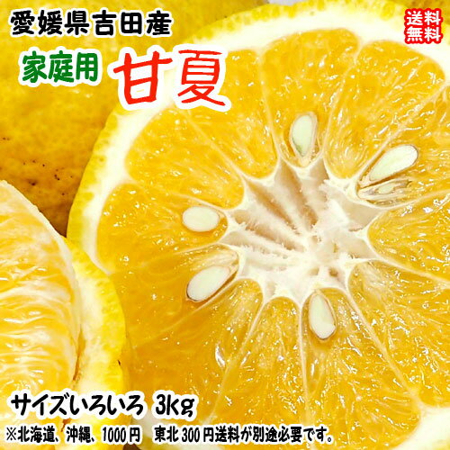 みかん 甘夏 家庭用 3kg サイズフリー 愛媛県 宇和島 吉田産 農地から直送 送料無料 北海道・沖縄・東北は別途送料 宇和海の幸問屋