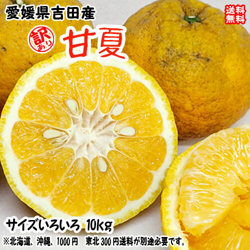 甘夏 訳あり 10kg サイズフリー 愛媛県 宇和島 吉田産 農地から直送 送料無料 北海道・沖縄・東北は別途送料 宇和海の幸問屋