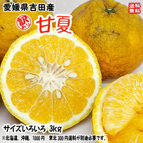 甘夏 訳あり 3kg サイズ不揃い 愛媛県 宇和島 吉田産 農地から直送 送料無料 北海道・沖縄・東北は別途送料 宇和海の幸問屋