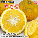 甘夏 (訳あり 3kg) サイズ不揃い 愛媛県 宇和島 吉田産 農地から直送 送料無料 北海道/沖縄/東北は別途送料 宇和海の幸問屋