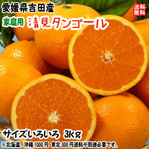 清見タンゴール (家庭用 3kg) フリーサイズ約10~20個 愛媛 宇和島 吉田産 農地から直送 送料無料 北海道/沖縄/東北は別途送料 宇和海の幸問屋