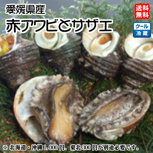 赤アワビ （1-2枚で150-200g分）とサザエ （8-12個で900-1000g） 愛媛 送料無