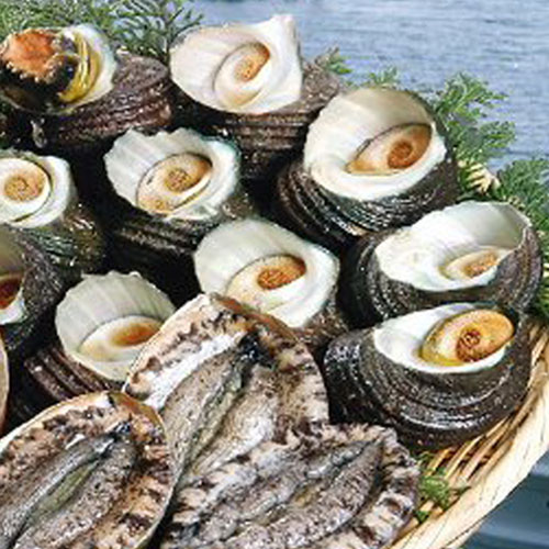 赤アワビ （2-3枚で400-500g分）＆サザエ （8-12個で900-1000g） 愛媛 送料無