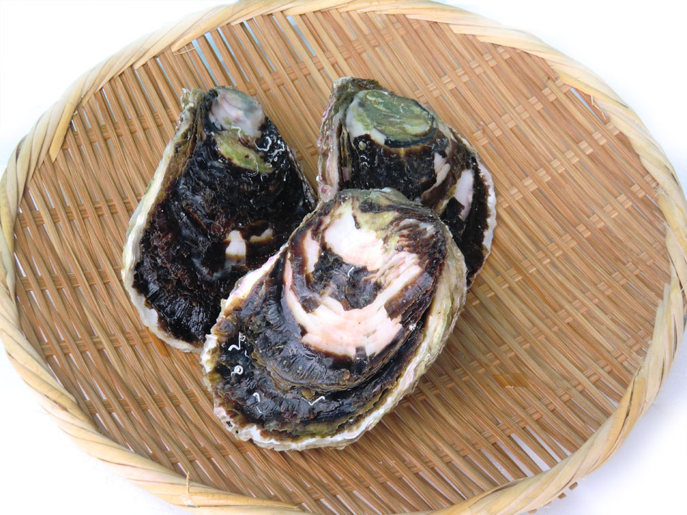 岩牡蠣 養殖（200-300g×10個） 愛媛（期間限定 5月中旬〜8月末） 送料無料 北海道/沖縄/東北は別途送料 宇和海の幸問屋