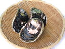 岩牡蠣 養殖(300-400g×5個) 愛媛(期間限定 5月中旬~8月末) 送料無料 北海道/沖縄/東北は別途送料 宇和海の幸問屋
